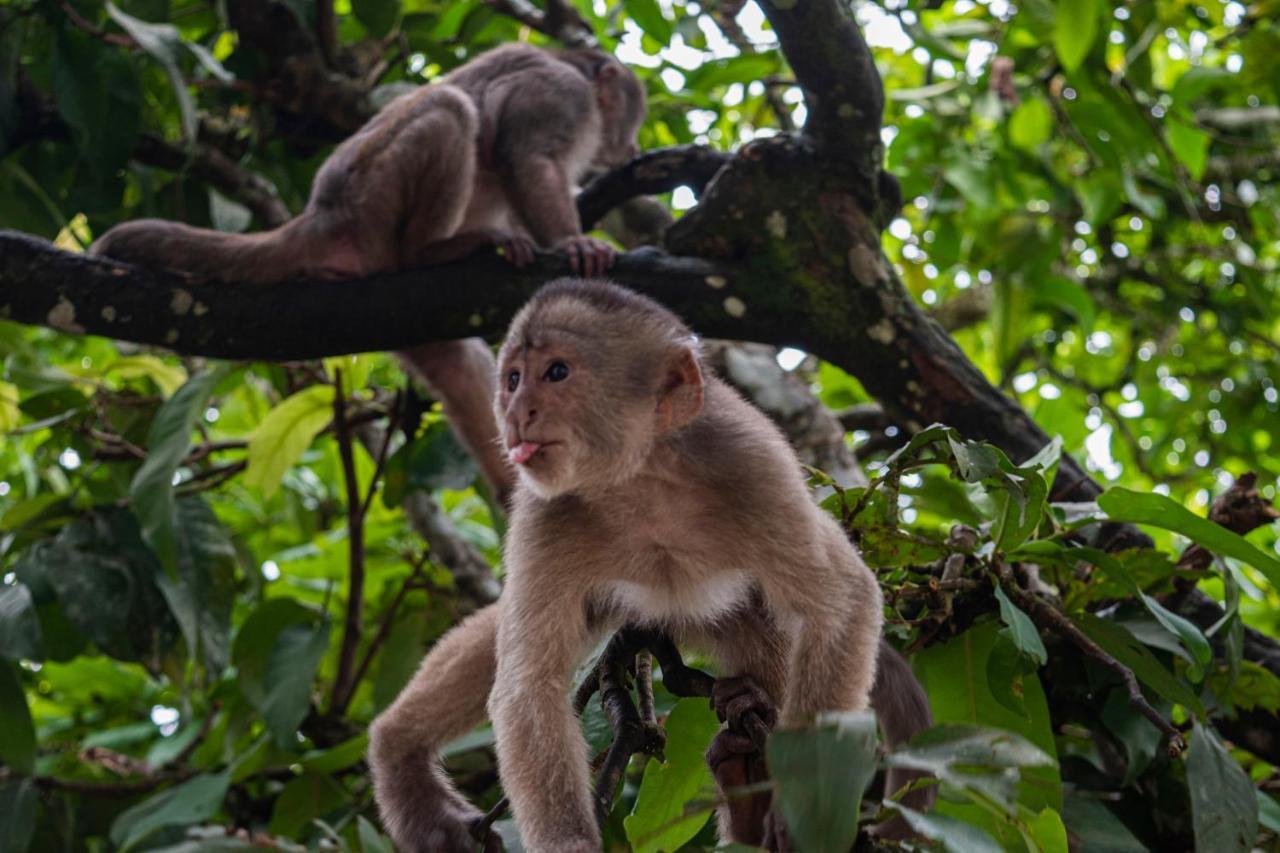 Suchipakari Amazon Eco -Lodge & Jungle Reserve Puerto Misahuallí Eksteriør billede