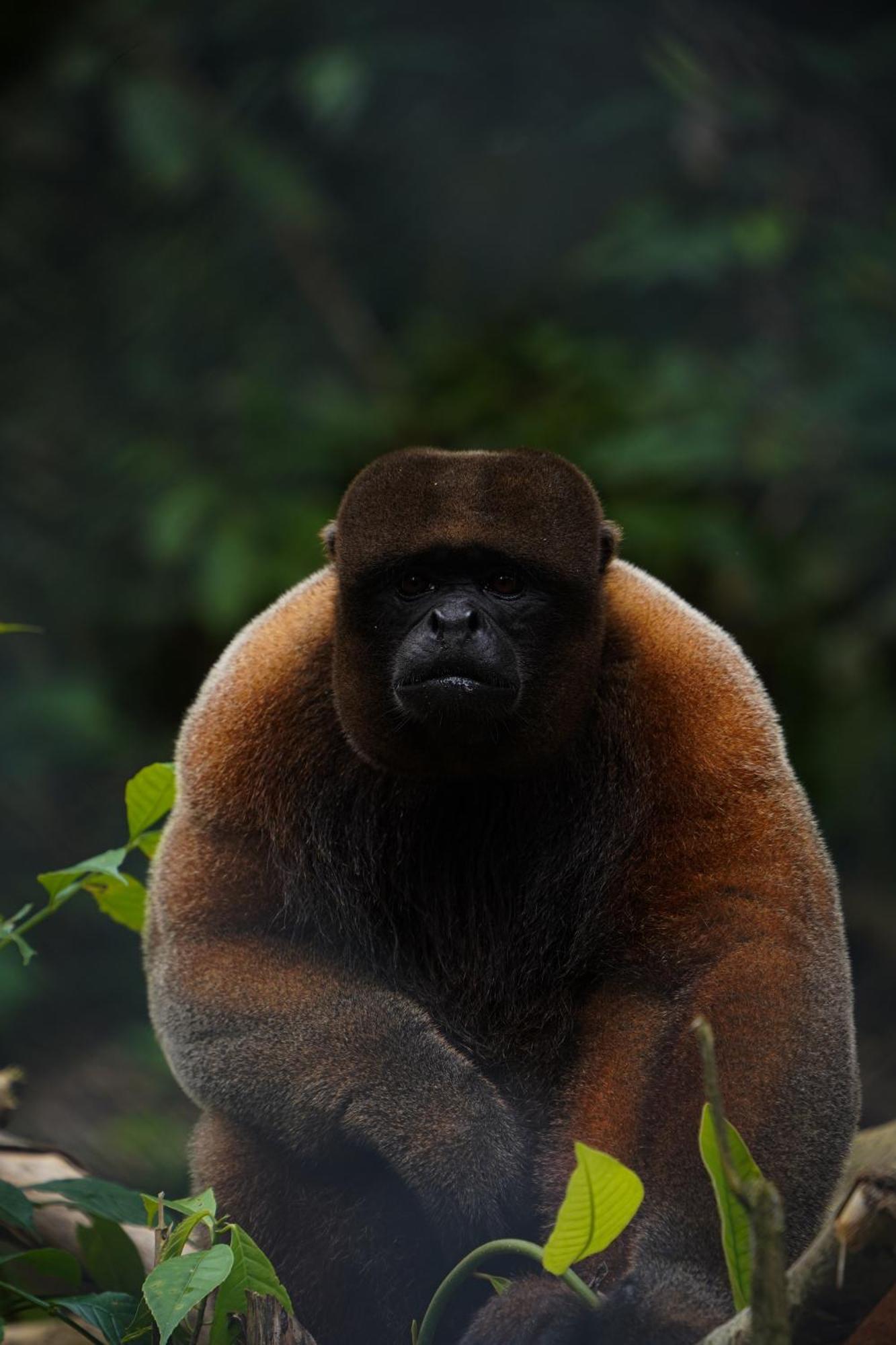Suchipakari Amazon Eco -Lodge & Jungle Reserve Puerto Misahuallí Eksteriør billede
