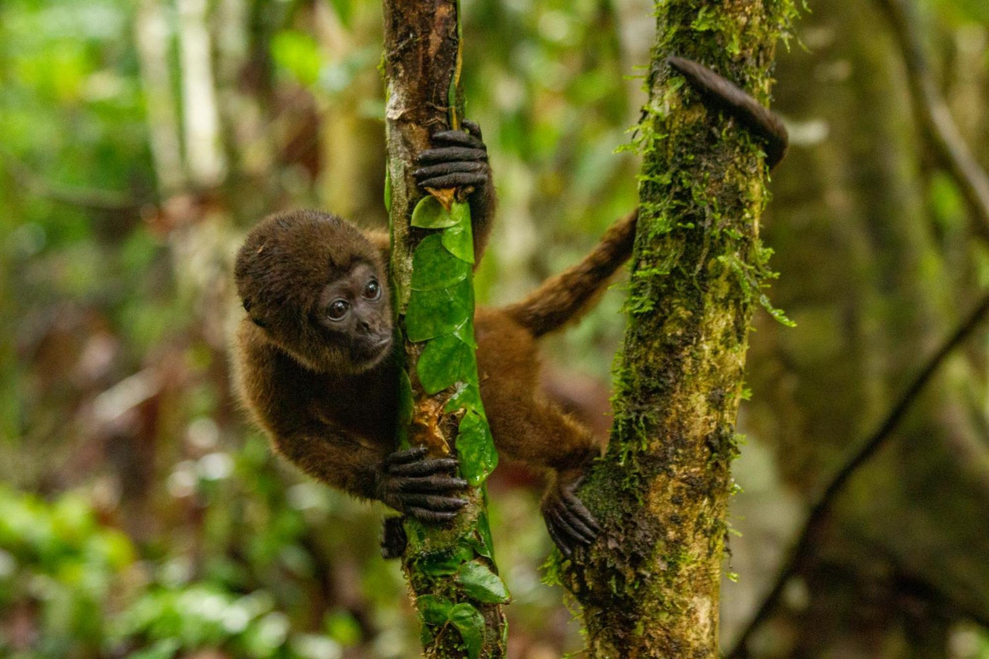 Suchipakari Amazon Eco -Lodge & Jungle Reserve Puerto Misahuallí Eksteriør billede