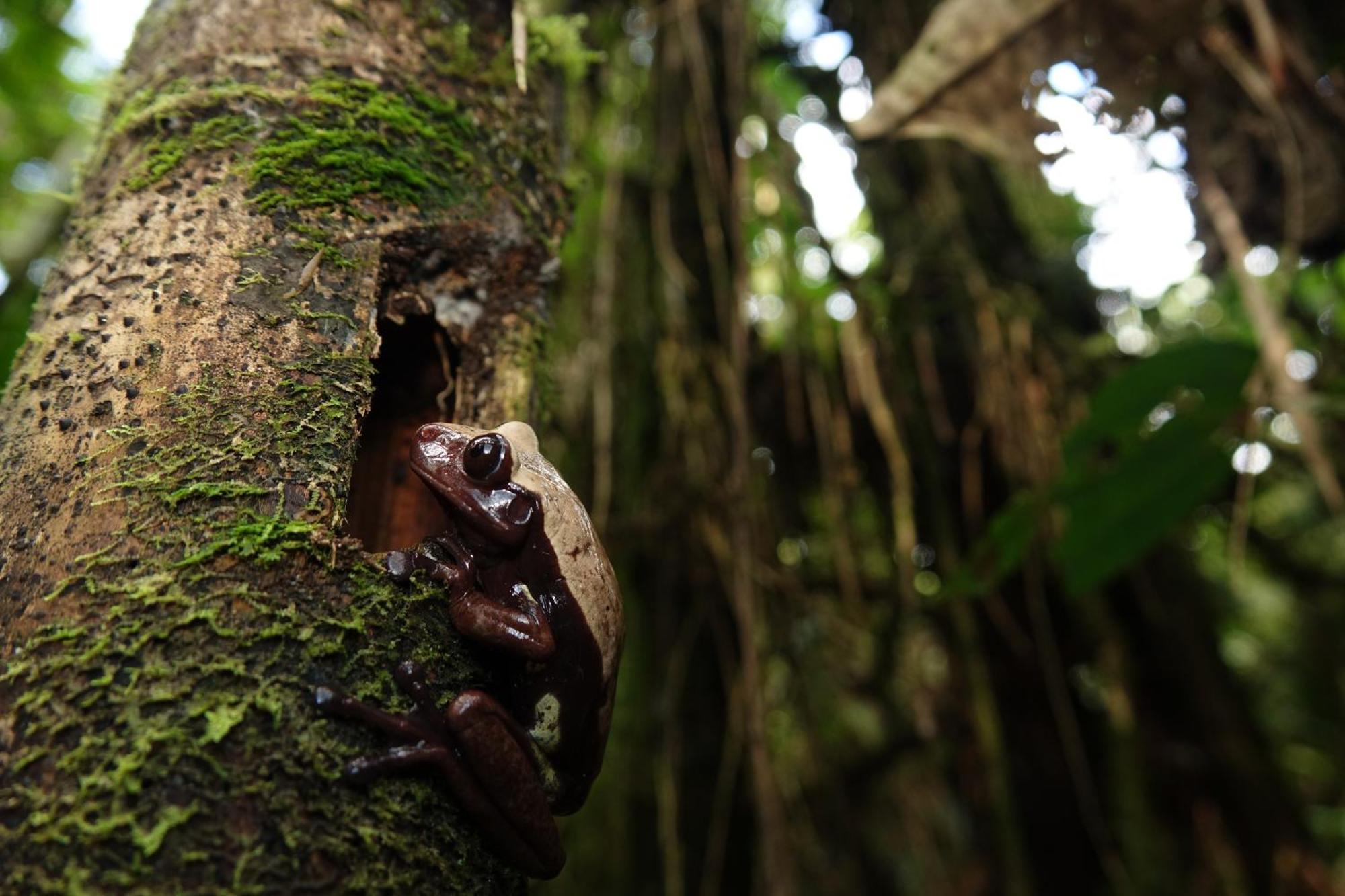 Suchipakari Amazon Eco -Lodge & Jungle Reserve Puerto Misahuallí Eksteriør billede